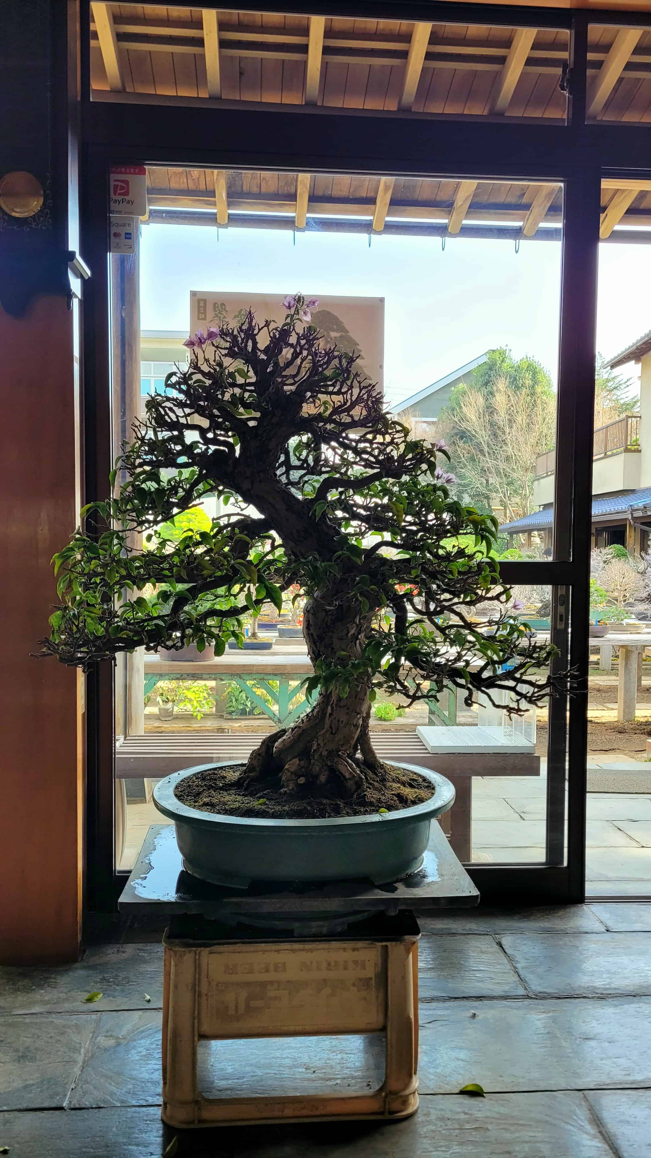 A flower bonsai tree from omiya in Japan